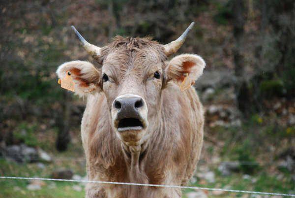 Apartamentos Pirineos Ordesa El Pueyo de Araguás Exteriér fotografie